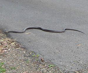 Snakes alive: deadly tenants nesting in Australian suburbs