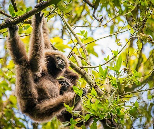 Scientists throw lifeline to world's rarest primate
