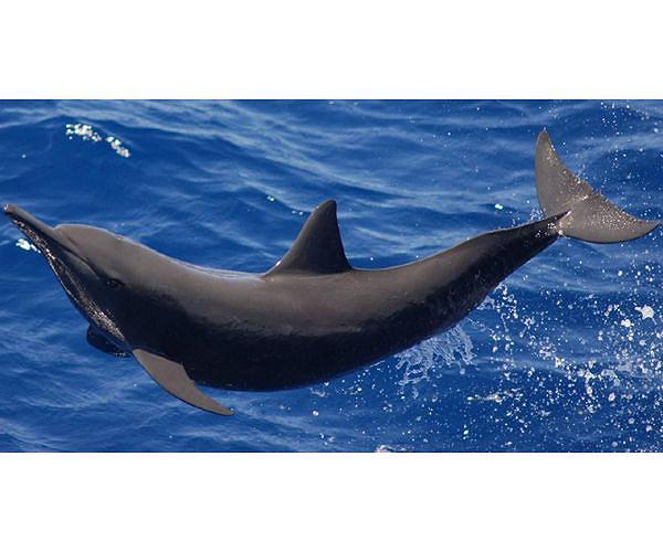 Dolphins perform special spin dive when hunting deep prey
