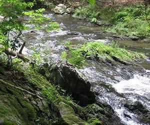 Streamflow Alteration Impacts Fish Diversity in Local Rivers
