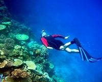 Ocean Acidification Could Lead to Collapse of Coral Reefs
