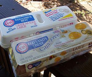 Egg cartons not accurate in reporting animal welfare claims