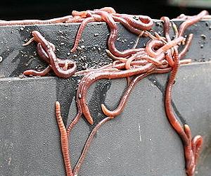 The Worm That Turned On Heavy Metal