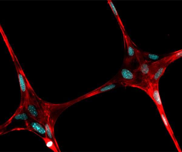 Sunlight and Seawater Break Down Synthetic Fabrics into Microfibers Polluting Oceans
