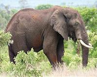 Zimbabwe vows to export elephants despite criticism