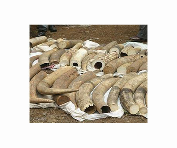 Nigeria unveils elephant sculpture to highlight illegal tusk trade