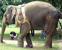 Urban elephants ply Bangkok streets in search of tourist dollars