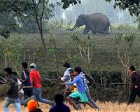 Shoot-to-kill: India hunts serial killer elephant