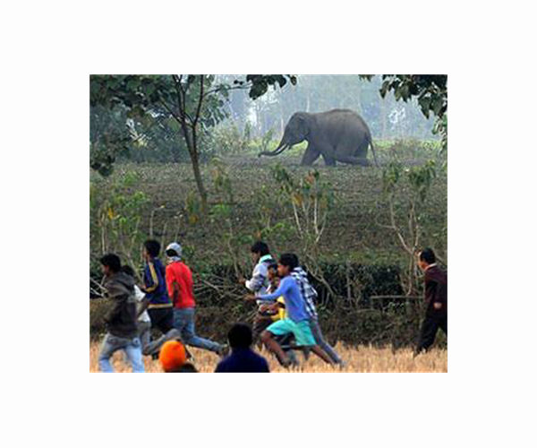 India hunts rampaging elephant that killed 20 people