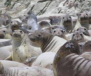 H1N1 discovered in marine mammals