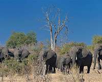 Dozens of elephants die in Zimbabwe drought
