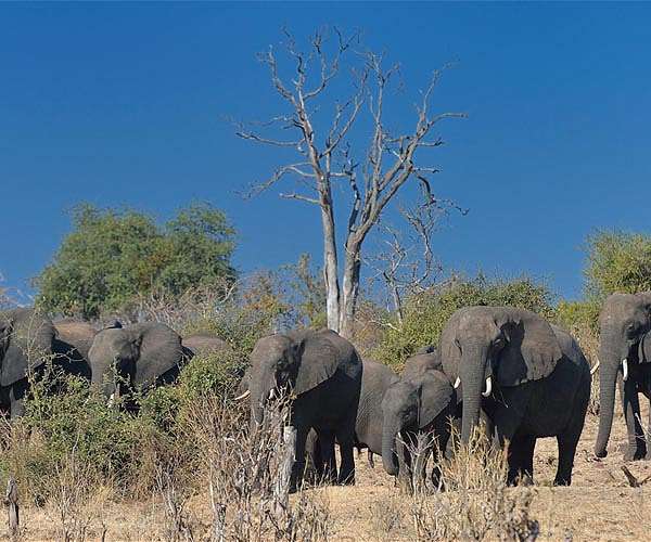 Satellite analysis connects climate change to elephant deaths in Botswana