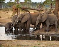 Tanzania arrests three after British wildlife pilot killed