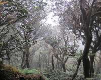 Neotropical cloud forests to lose what most defines them: Clouds