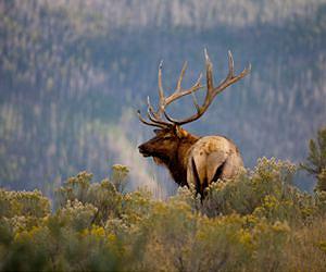 Trout invasion behind Yellowstone elk decline: study