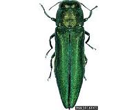 Tree-killing emerald ash borer beetle set to invade New Hampshire