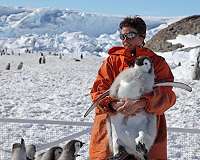 Study calls for stronger protections for emperor penguins
