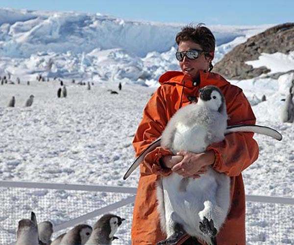 Emperor penguin populations declining faster than expected