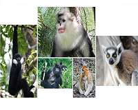 Gut bacteria reveal which lemurs are most vulnerable to deforestation