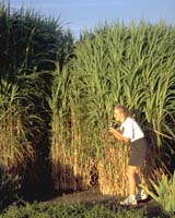 Wild Grass Could Hold Key To Clean Fuels Of The Future