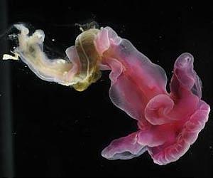 Scientists Uncover Global Distribution Of Marine Biodiversity