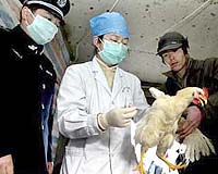 WHO says no evidence of China bird flu epidemic