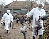 British Company In Bird Flu Outbreak May Cut Jobs