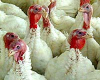 Scientists to complete turkey genetic map