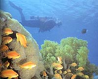 Bacterial Pathogens And Rising Temperatures Threaten Coral Health