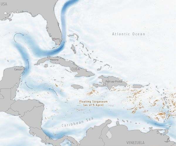 Smelly seaweed bloom heads to Florida