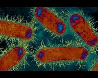 Making resistant superbugs sensitive to antibiotics