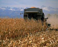 Biofuel boom threatens food security, UN agency warns