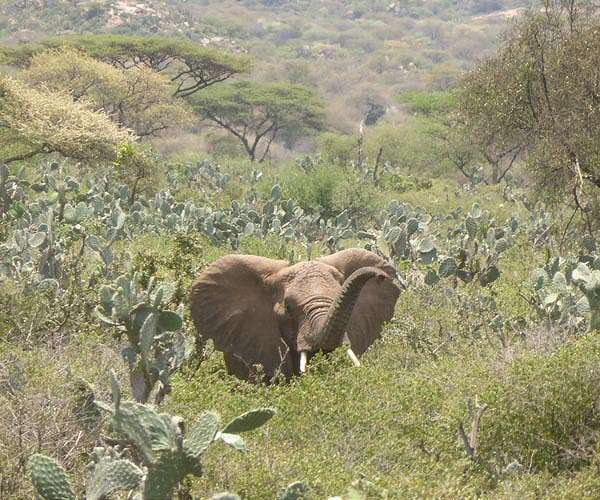 Satellites reveal Ethiopian elephants under threat