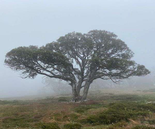 Climate-driven tree deaths speeding up in Australia