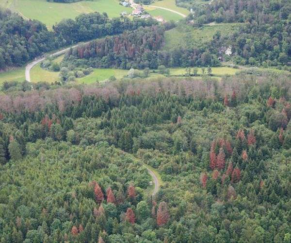 Facing climate change, Swiss trees get mist before they're missed