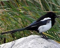 Mirror self-recognition found in magpies