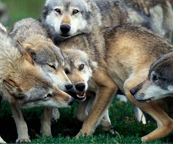 Wildlife commission lowers European wolf protections
