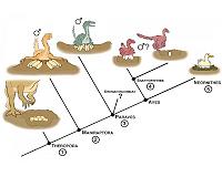 Tracing the evolution of bird reproduction