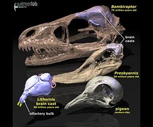 Birds Inherited Strong Sense Of Smell From Dinosaurs
