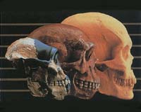 Book Makes Case For Using Evolution In Everyday Life