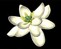 What flowers looked like 100 million years ago