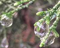 Hanging by a thread: Why bent fibers hold more water