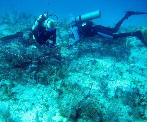 'Functionally extinct': Heat wave left Florida coral species on brink