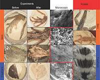Creating 'synthetic' fossils in the lab sheds light on fossilization processes