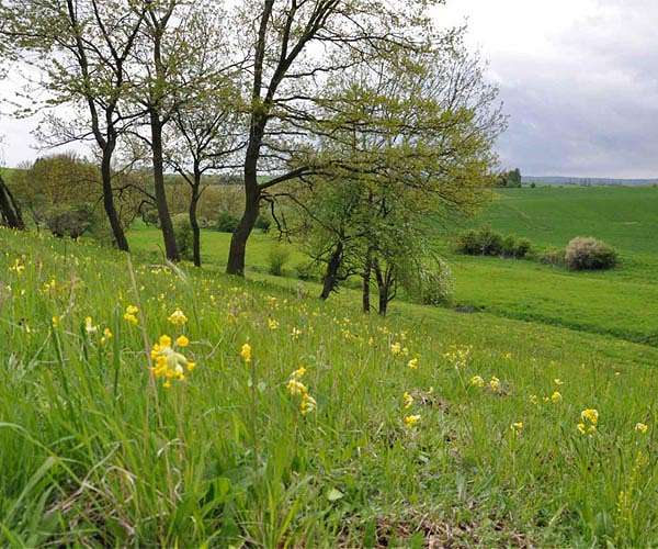 German drought prompts rethink for ancient palace park trees