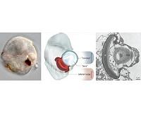 Mitochondria, plastids evolved together into single-cell plankton 'eye'