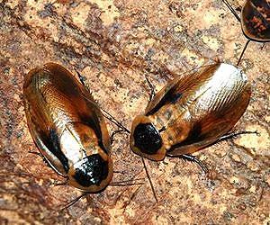 Biofuel cell generates electricity when implanted in False Death's Head Cockroach