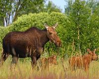 Study reveals wildlife is abundant in Chernobyl