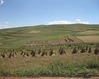 Barley straw shows potential as transport biofuel raw material