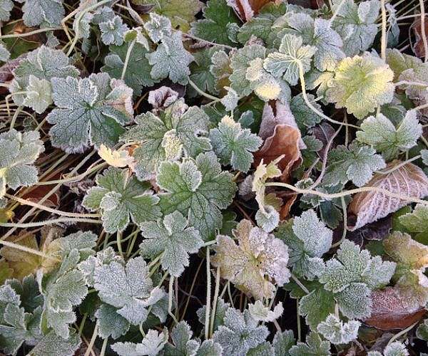 How plants cope with the cold light of day - and why it matters for future crops